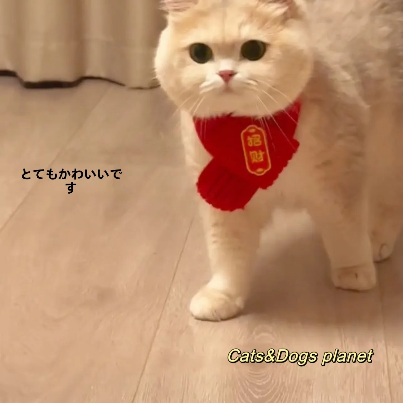 猫飼いが買ってよかったもの・悪かったもの正直に言う | ペット用新年スカーフの保温性とサイズ対応