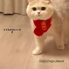 ペット用 新年スカーフ【猫・犬用・赤・国風・秋冬用・保温ニット】