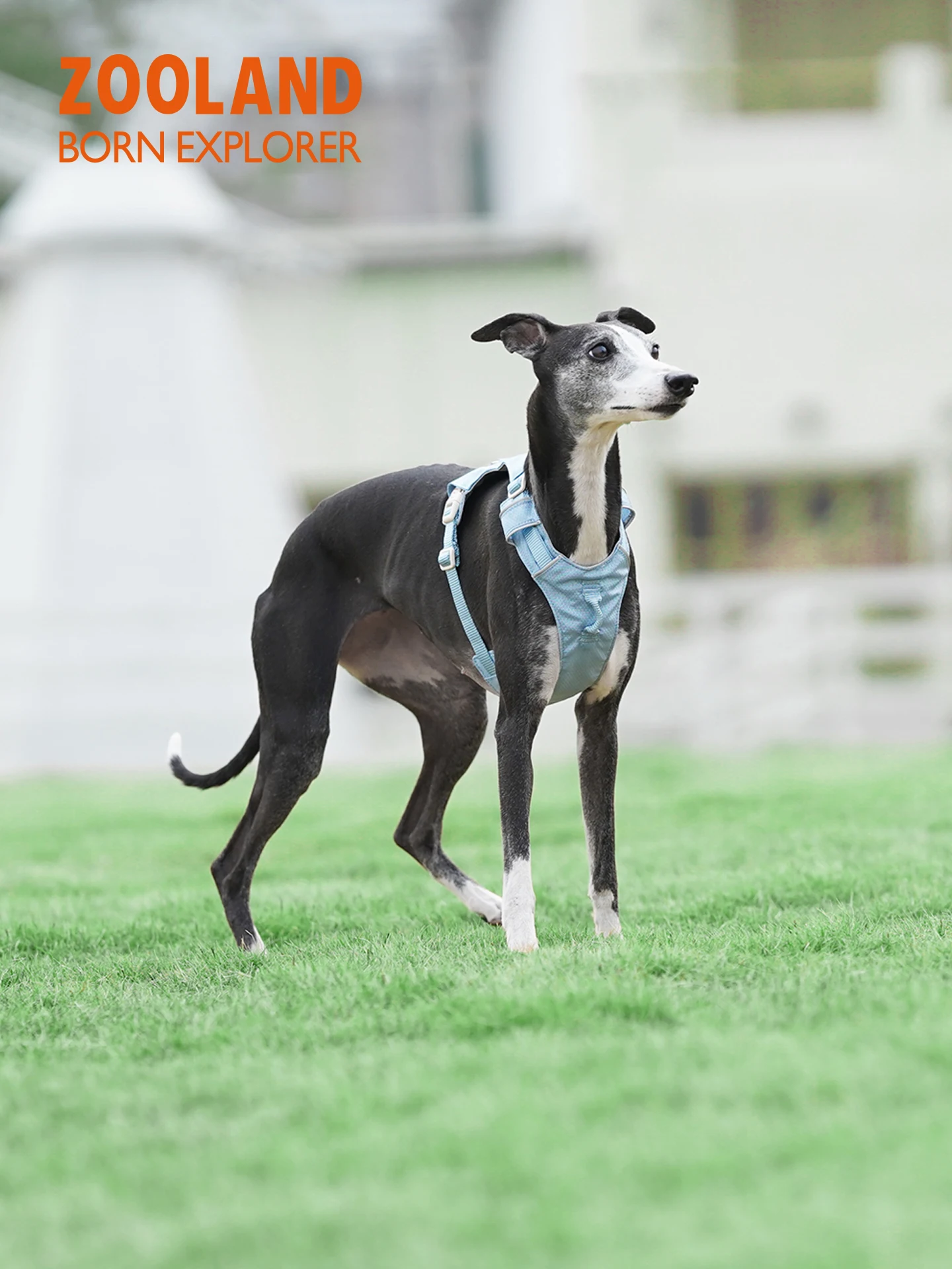 犬のお散歩グッズをコスパ良く揃える方法　リーシュ付きハーネスの選び方徹底解説