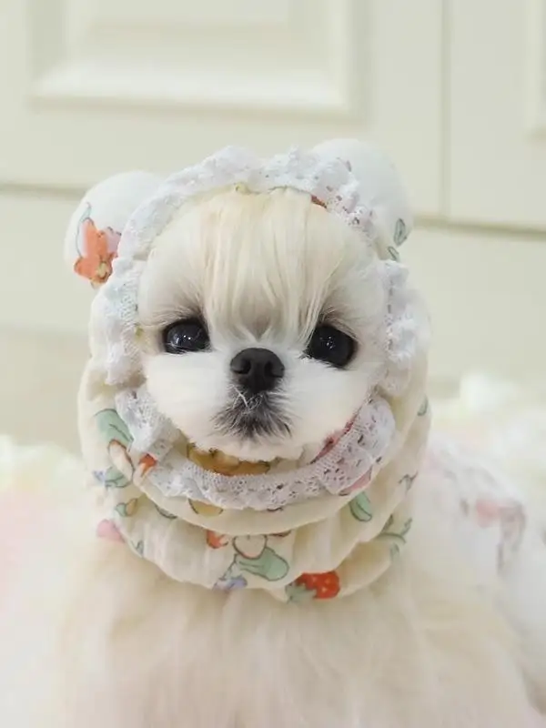 ペット用 犬用ヘッドアクセサリー【マルチーズ・ヨークシャ・シーズー用・食事用・防汚・かわいい弾力ヘアバンド】