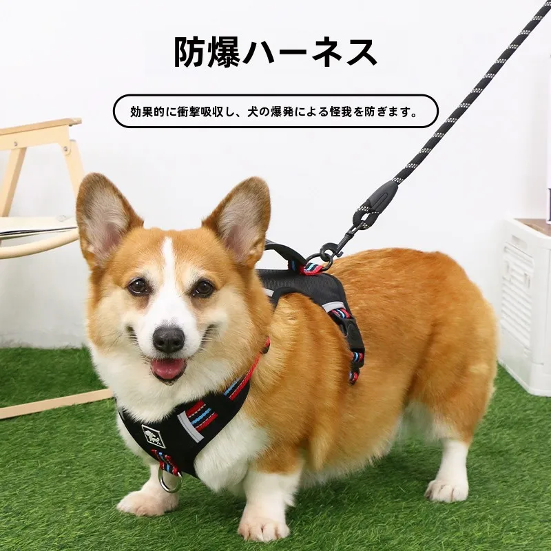 犬のお散歩グッズをコスパ良く揃える方法｜防爆ハーネス付きリードの実用性徹底解説
