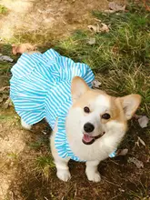 犬用春夏用タンクトップ【防晒・毛が抜けにくい・リード対応】（セットアップ対応）