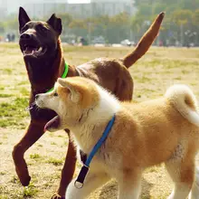 大型犬用首輪【防爆タイプ・トレーニング用・引き紐付き】