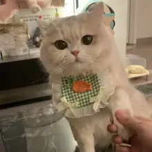 可愛い猫用エプロン【レース・ペット用・撮影用アクセサリー・首飾り】