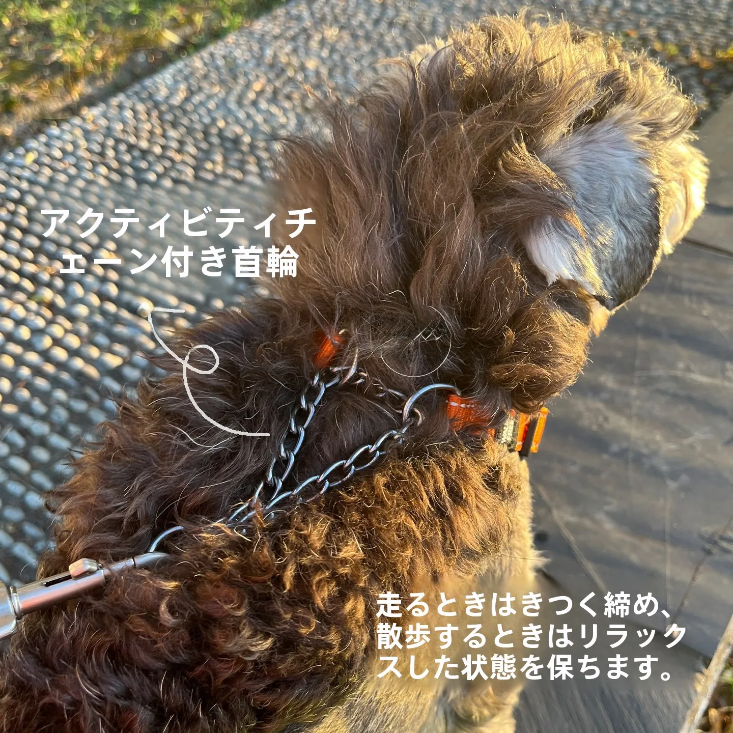 犬のお散歩グッズをコスパ良く揃える方法 - 防爆・高弾力首輪とリードセットの技術的背景