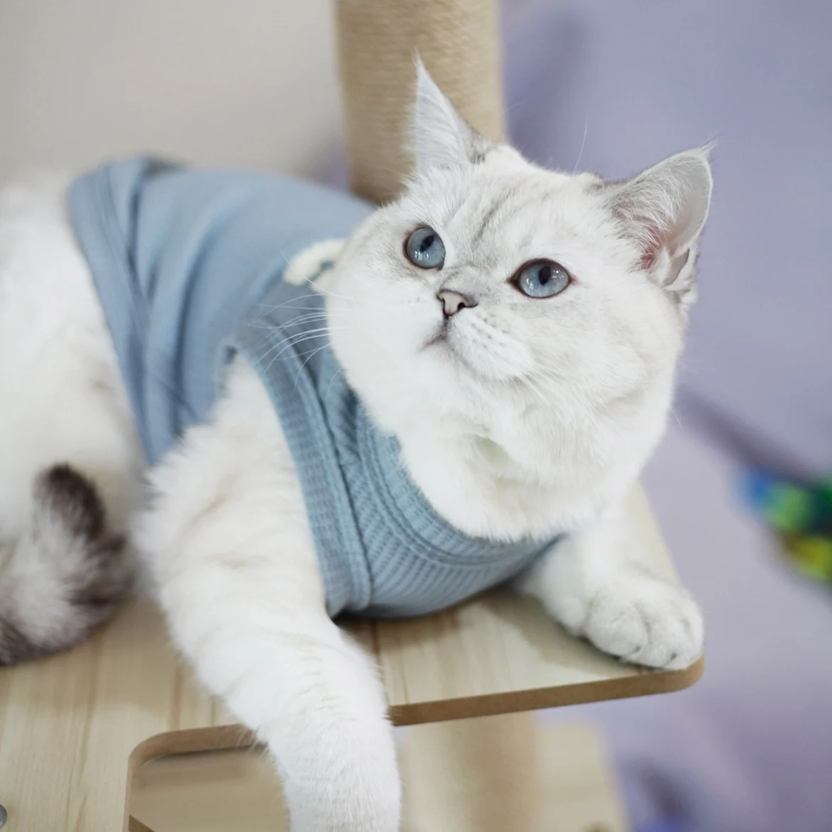 猫飼いが買ってよかったもの・悪かったもの正直に言う | ペット用春夏用薄手ベストの抜け毛防止効果とサイズ選定