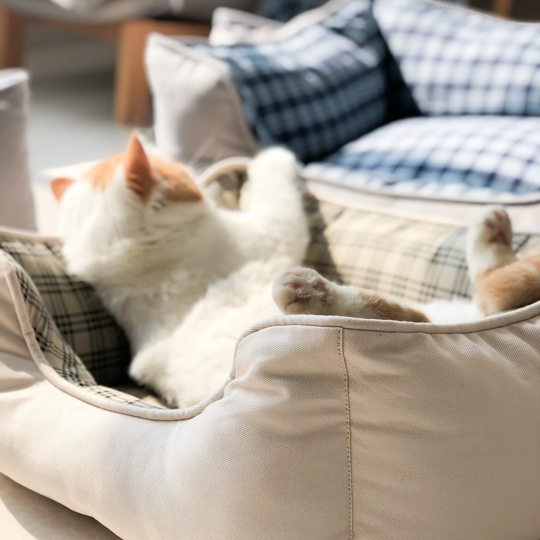 猫飼いが買ってよかったもの・悪かったもの正直に言う：ペット用四角型クッションの特徴と選定基準