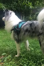 大型犬用 胸当てハーネス式リード【防爆デザイン・K9ペット用】