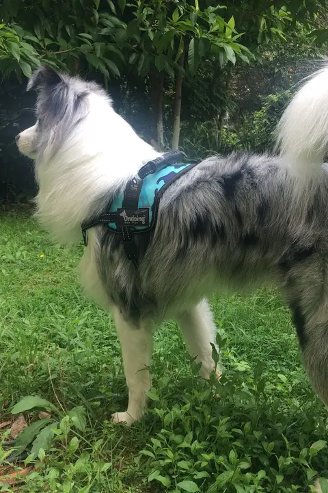 大型犬用 胸当てハーネス式リード【防爆デザイン・K9ペット用】