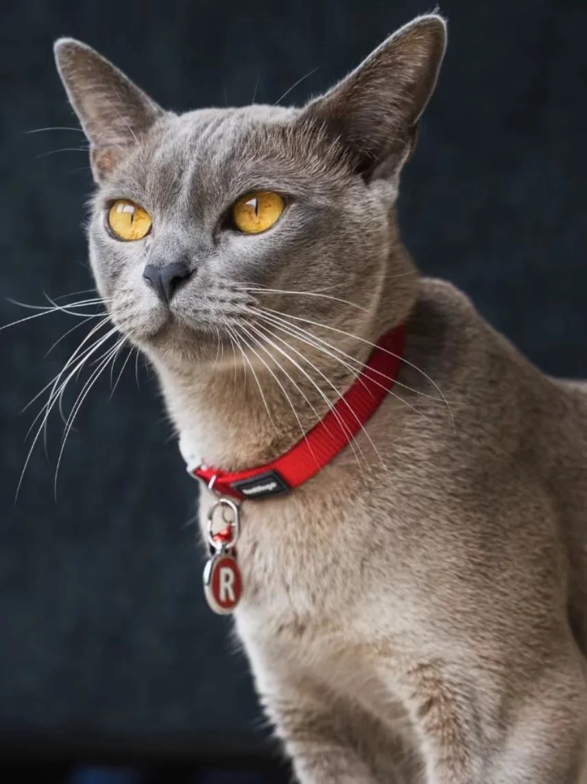 猫の首輪を選ぶときに迷うなら、この1つのポイントで失敗しない
