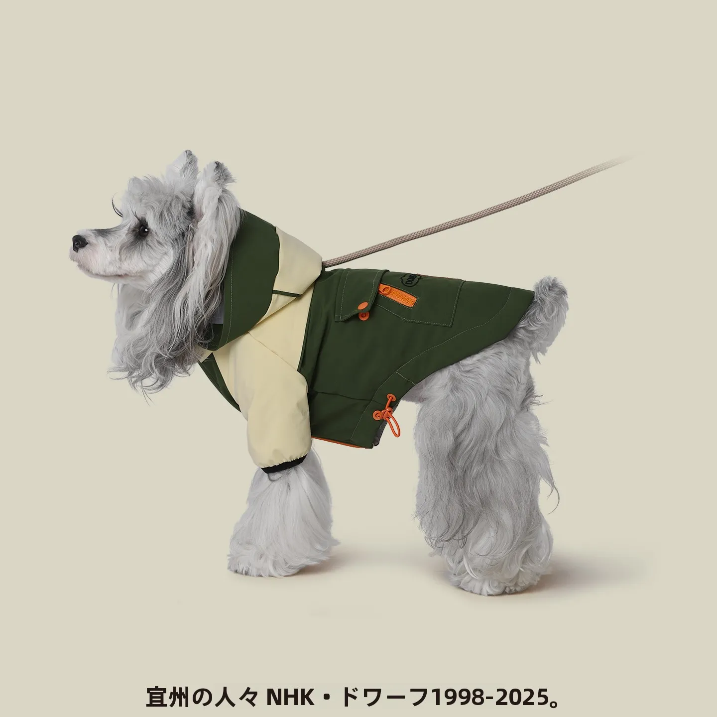 小型犬用防寒マージンベスト：冬用ビション専用の保暖性とフィット感を実証