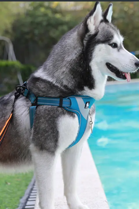 犬用 胸部ハーネスとリード【大型犬用・快適設計・調整可能】