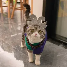 ペット コスプレ 犬 猫 沙悟浄 仮装 襟 マント 頭飾り 3点セット ハロウィン