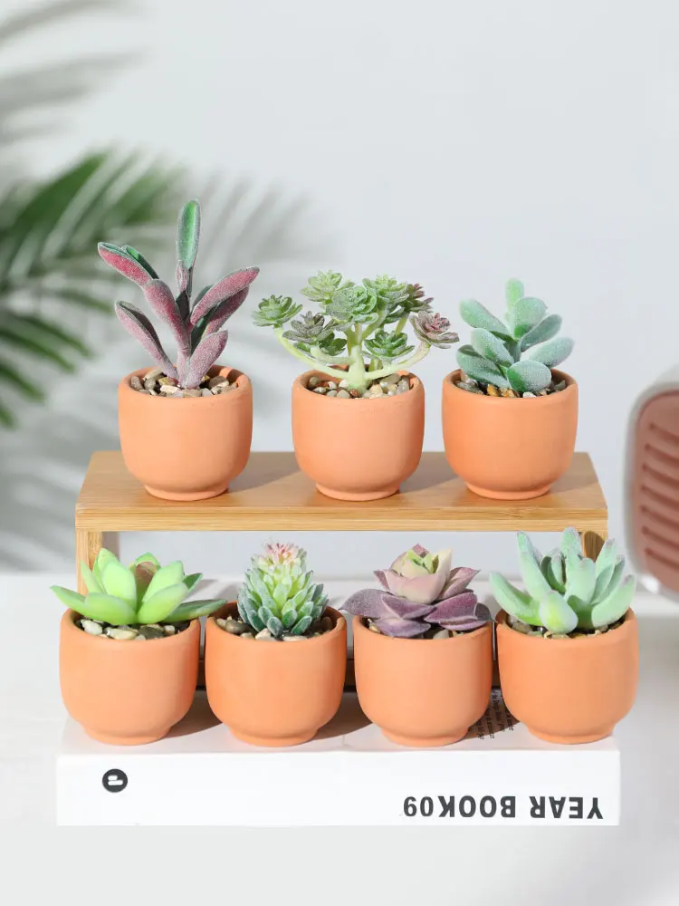 一人暮らし新生活をだけで揃えたら総額いくら？陶土製多肉植物で心のバランスを整える完全ガイド