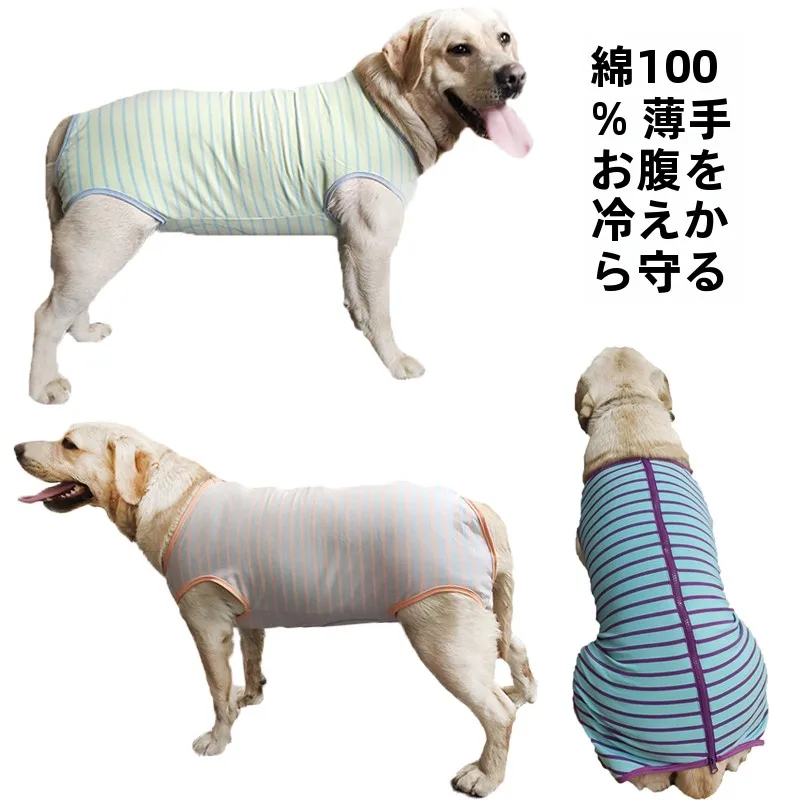 犬のお散歩グッズをコスパ良く揃える方法｜通気性とデザインのバランスを徹底解説
