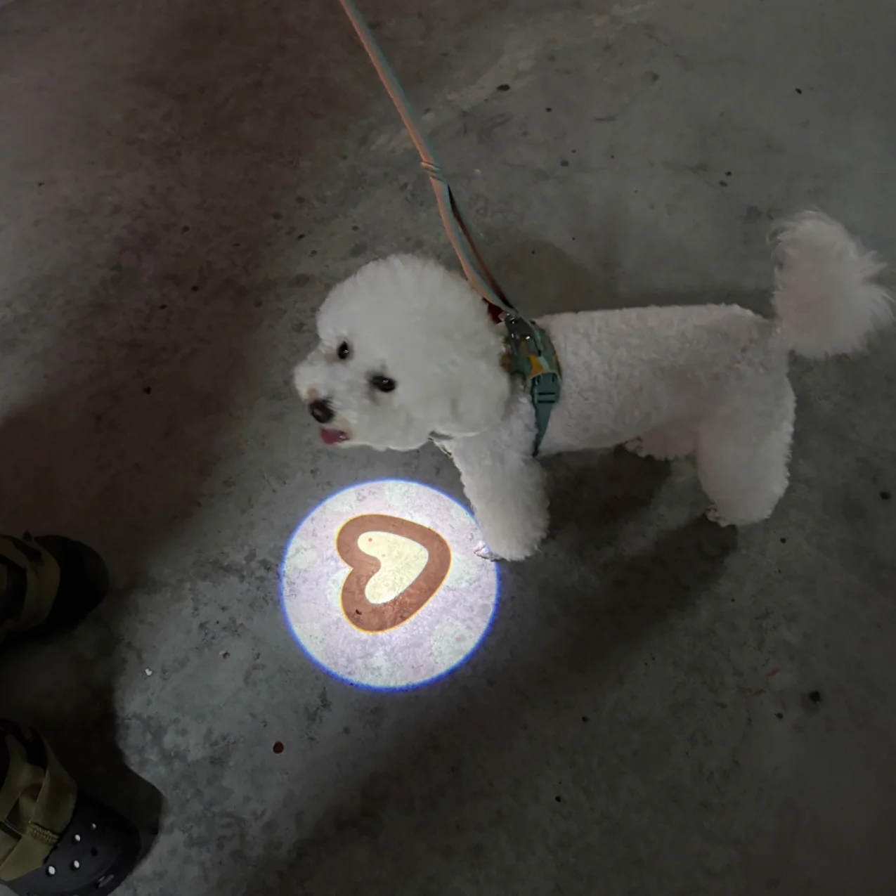 災害時、犬が迷わないようにするための「夜間発光首輪」は本当に効果的？