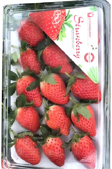 使い捨て衝撃吸収プラスチックフルーツボックス【ストロベリー用・仕切り付き】