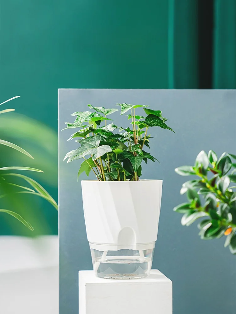 自動吸水仕様の透明プランターで観葉植物を簡単にお手軽に育てる方法