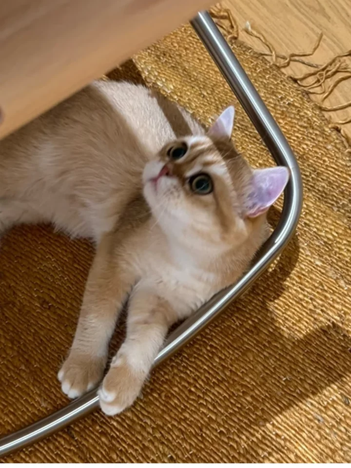 日式折りたたみロッキングチェア【アウトドア・キャンプ用・一人用】