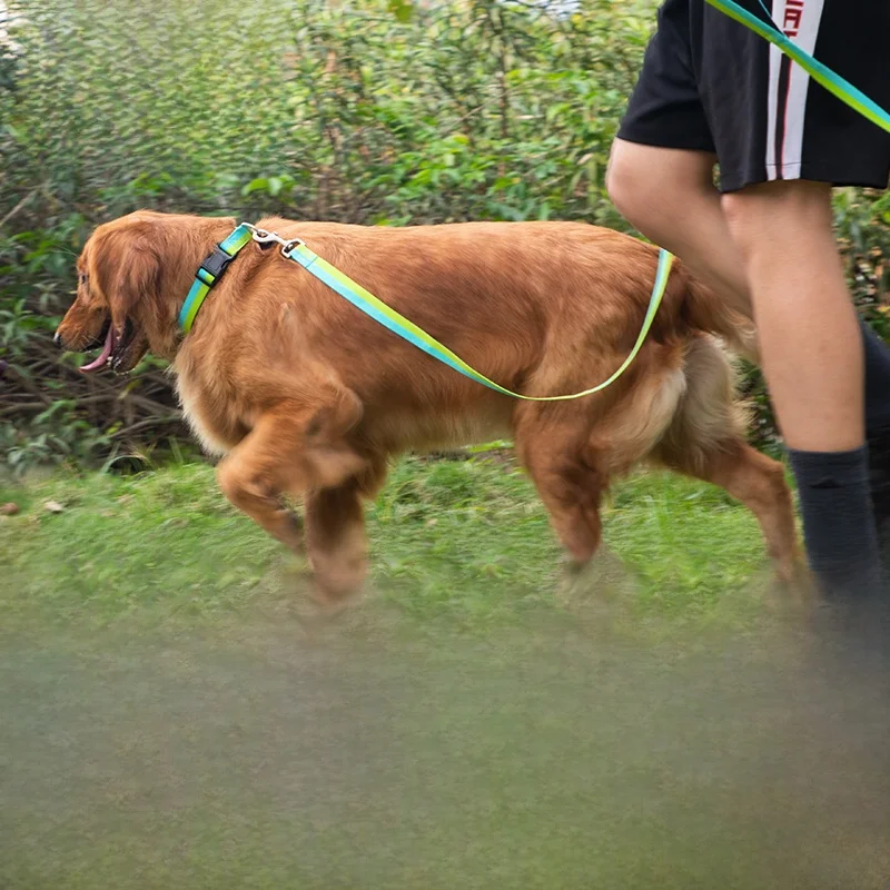 犬のお散歩グッズをコスパ良く揃える方法｜実測でわかる機能性とデザインのバランス