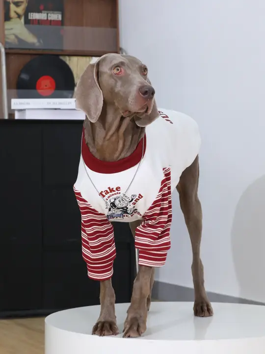 大型犬用 秋冬用セーター【ラブラドール・ゴールデン・ボーダーコリー・丸首・裏起毛】