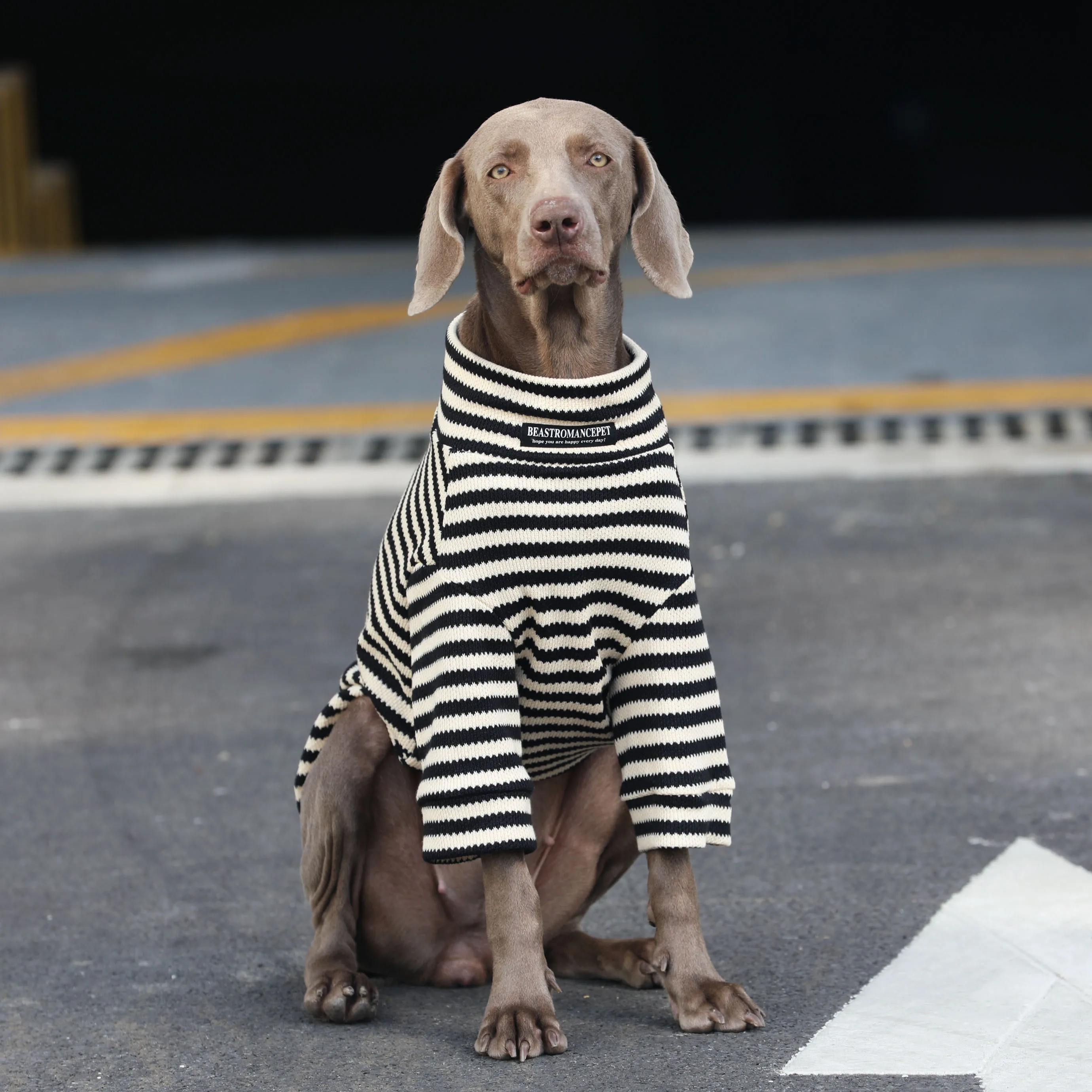 犬のお散歩グッズをコスパ良く揃える方法　完全ガイド