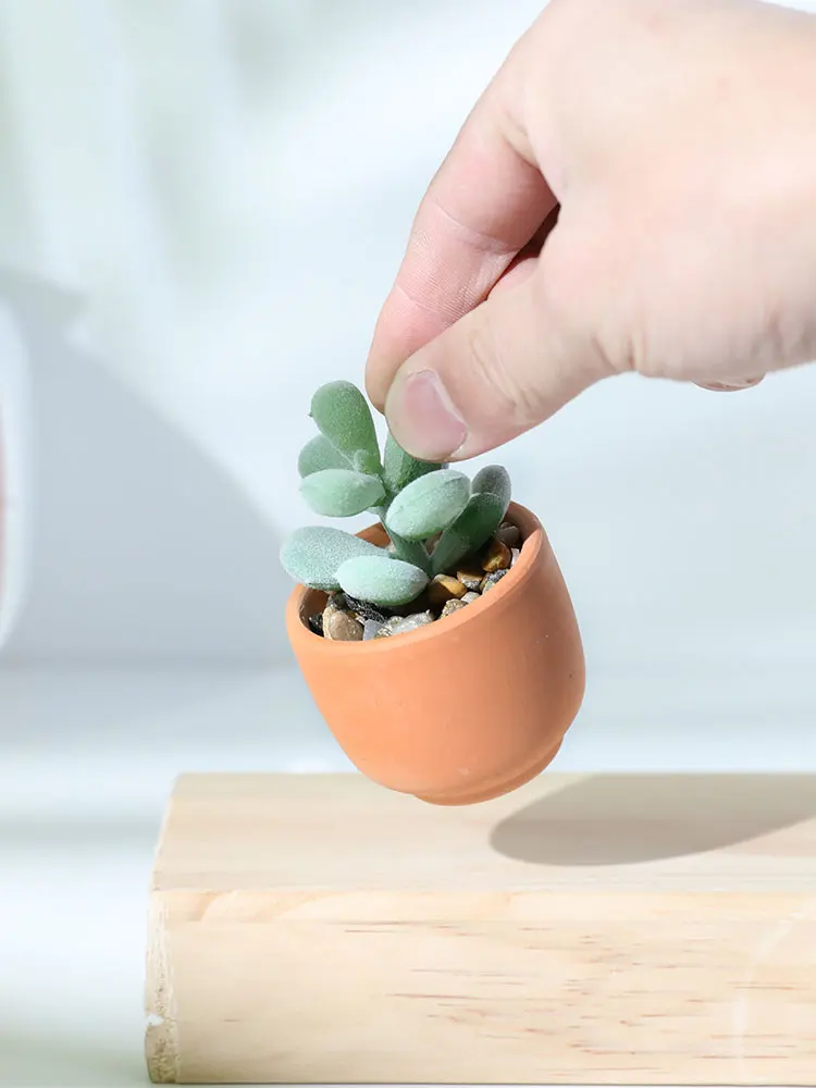 一人暮らし新生活をだけで揃えたら総額いくら？陶土製多肉植物で心のバランスを整える完全ガイド