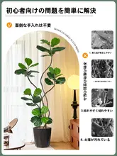 高級感あふれるフィ・リリフィクスの観葉植物【インテリア用・鉢付き・高級デザイン】