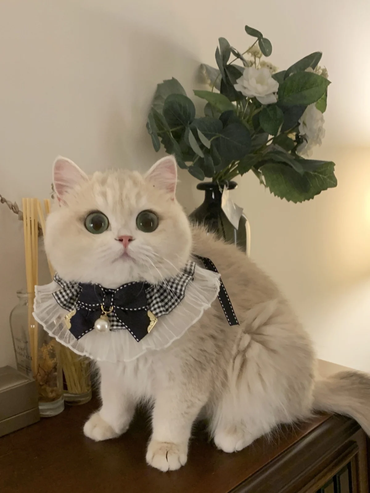 猫のヘアアクセサリーを選ぶときに迷わない方法は？