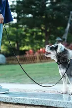 犬用リード 中型犬用 外出用リード