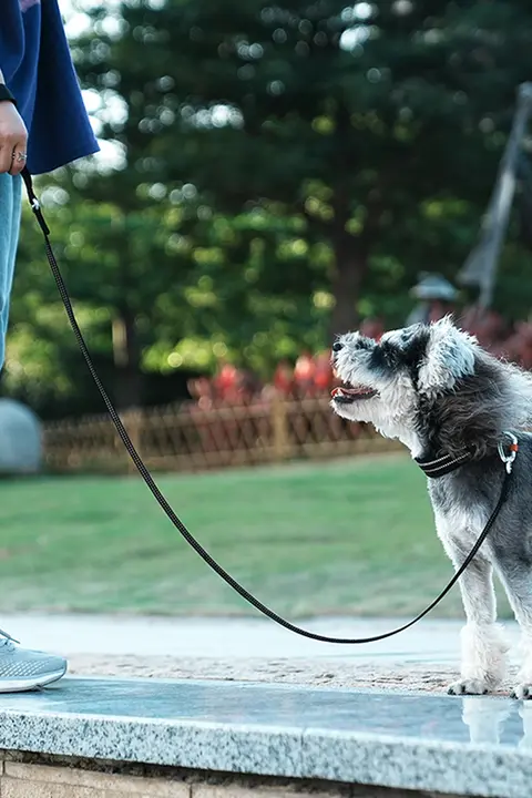 犬用リード 中型犬用 外出用リード
