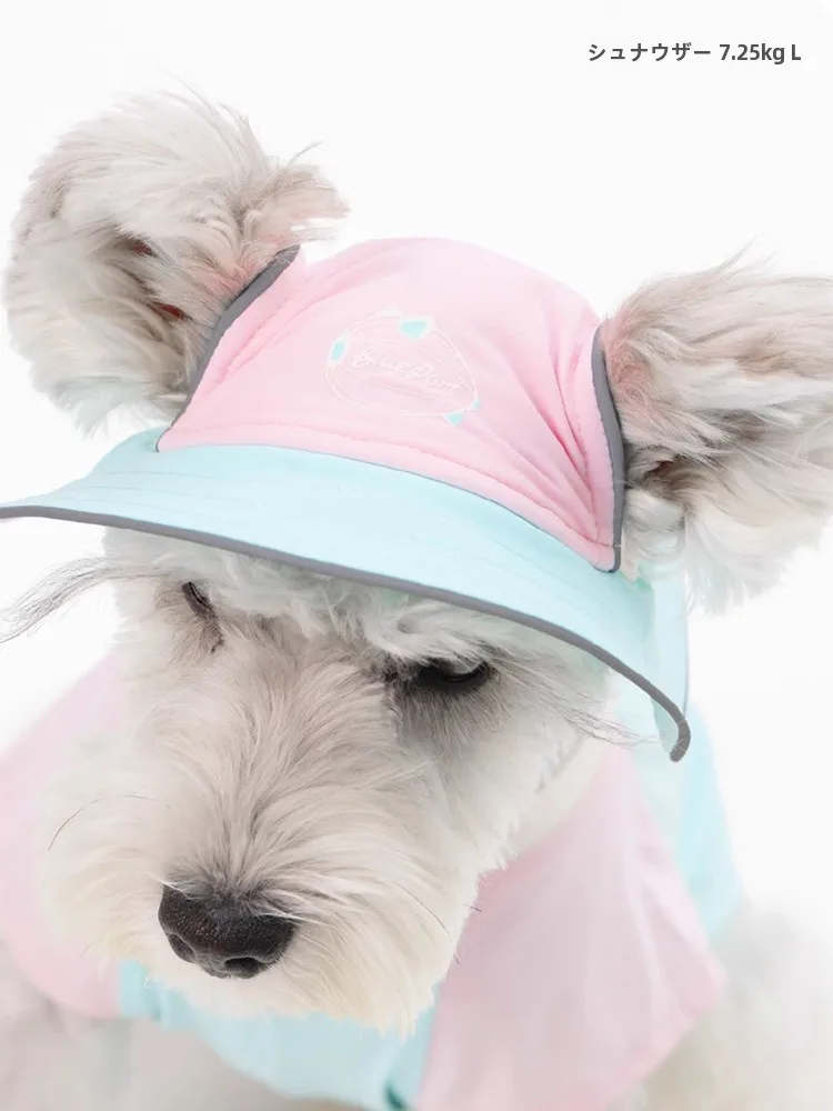 犬のお散歩グッズをコスパ良く揃える方法｜UVカット帽子の選び方と実際の使い方