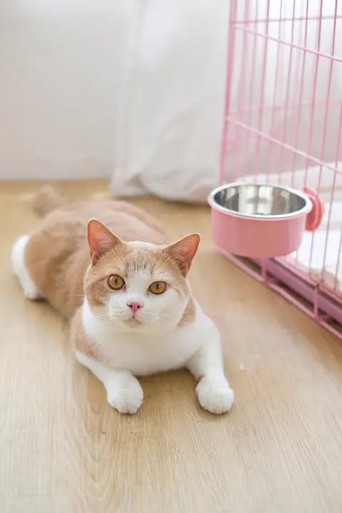 ペット用 吊り下げ式水飲みボウル【転倒防止・子猫用・犬用】
