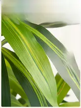 高級感あるフェイクグリーンの観葉植物【リビング用・ブラジルの木風・インテリア装飾用】