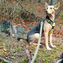 犬用リード【小型犬・中型犬・大型犬対応・耐久性のあるデザイン】