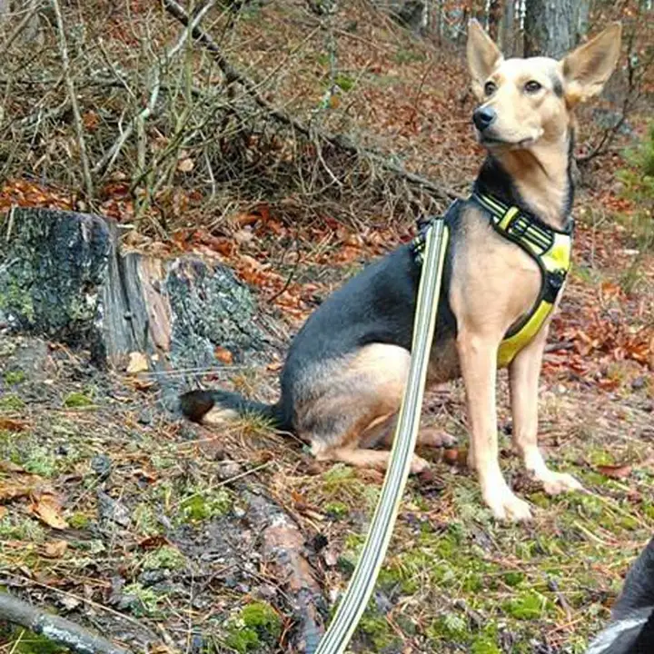 犬用リード【小型犬・中型犬・大型犬対応・耐久性のあるデザイン】