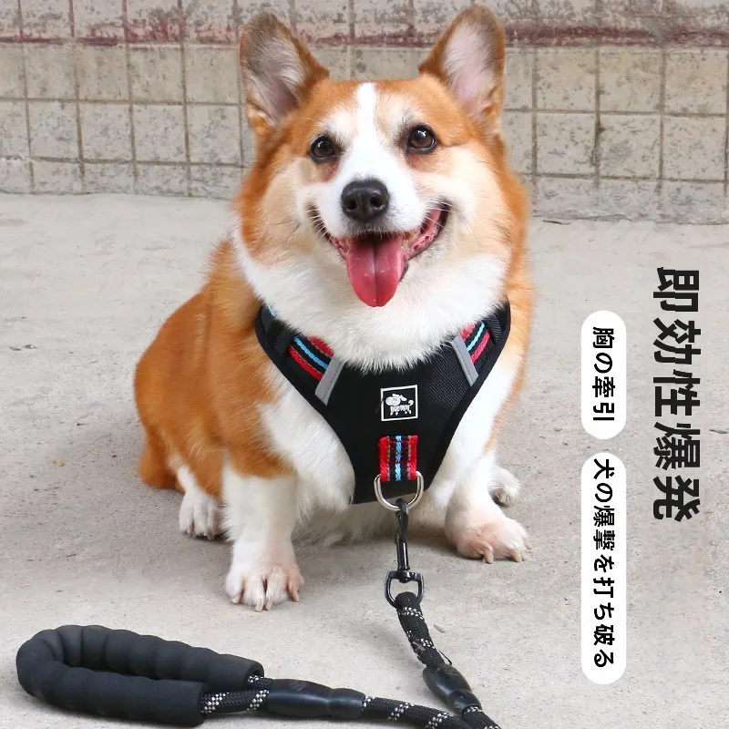 犬のお散歩グッズをコスパ良く揃える方法｜防爆ハーネス付きリードの実用性徹底解説