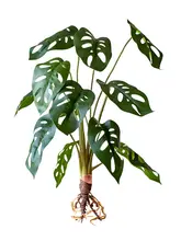 リアルな仙洞の亀背葉 グリーン植物 花挿し 装飾花卉