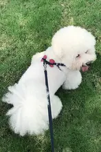 小型犬用ハーネス【胸付き・猫用リード・テディベアスタイル】