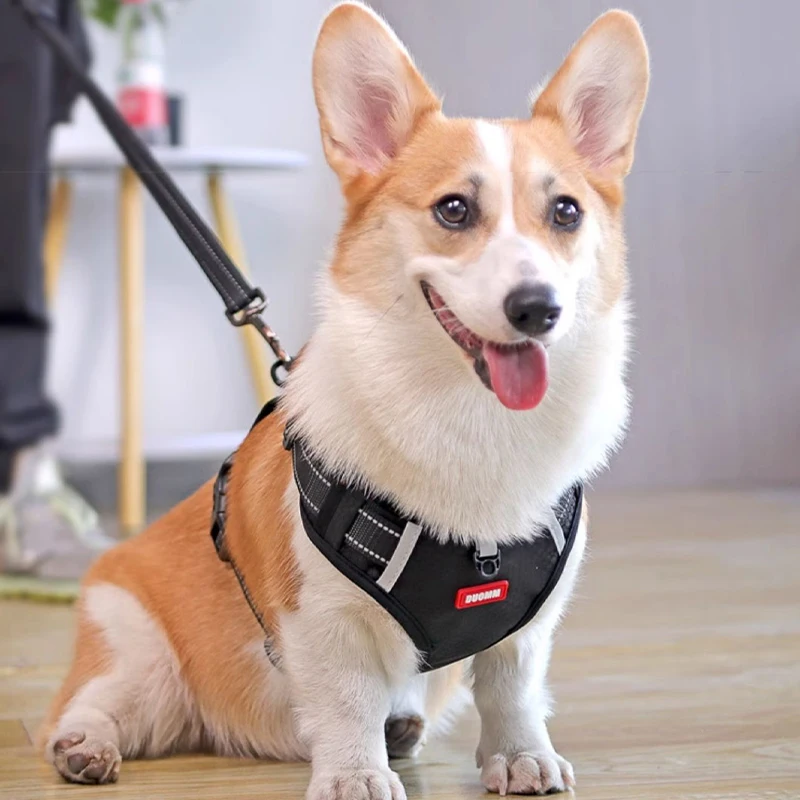 柴犬や小型犬にぴったりのハーネスリードは、通気性と快適さが鍵！どう選ぶ？