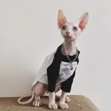 スフィンクス猫用ネックレス【ペット用・トレンディデザイン】