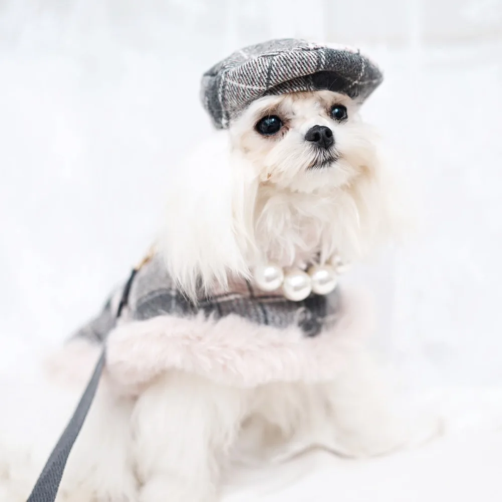 犬のカッパとは何か：ペットとしての特性と実際の使い方
