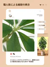 高級感漂うフェイク植栽 ダックフットモク 大型フロア装飾品【インテリア・リビング用】