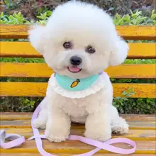 愛犬用引き紐【防脱走・口水キャッチャー付き・胸背タイプ・猫犬兼用・可愛いデザイン】