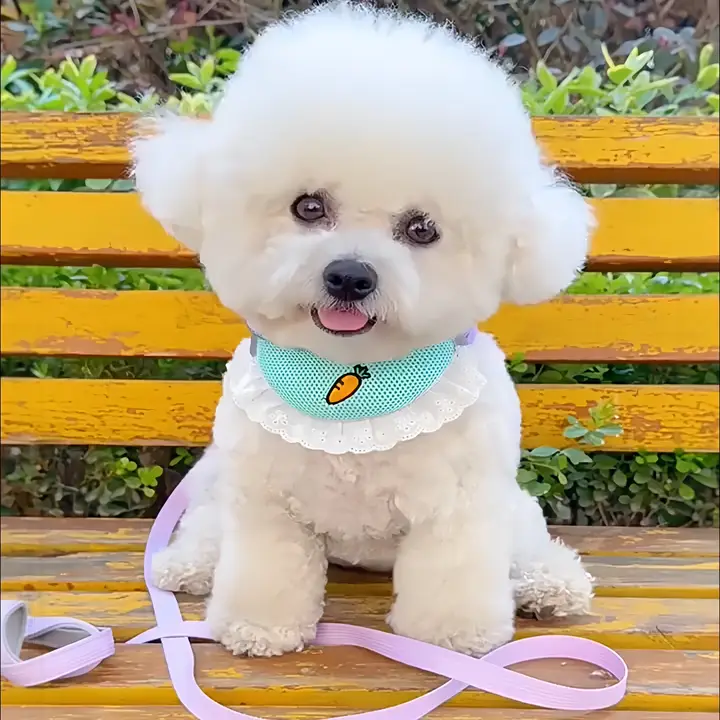 愛犬用引き紐【防脱走・口水キャッチャー付き・胸背タイプ・猫犬兼用・可愛いデザイン】
