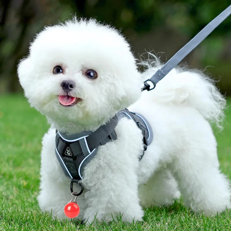 犬のお散歩グッズをコスパ良く揃える方法｜ハーネス型リードの徹底解説
