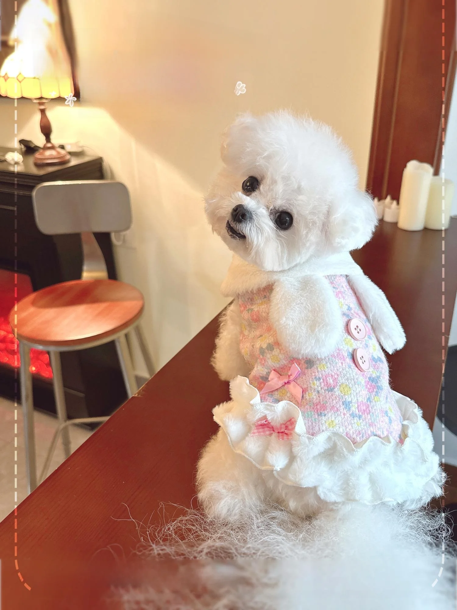 ペット服を自作する前に、この1着が本当に必要なのか？