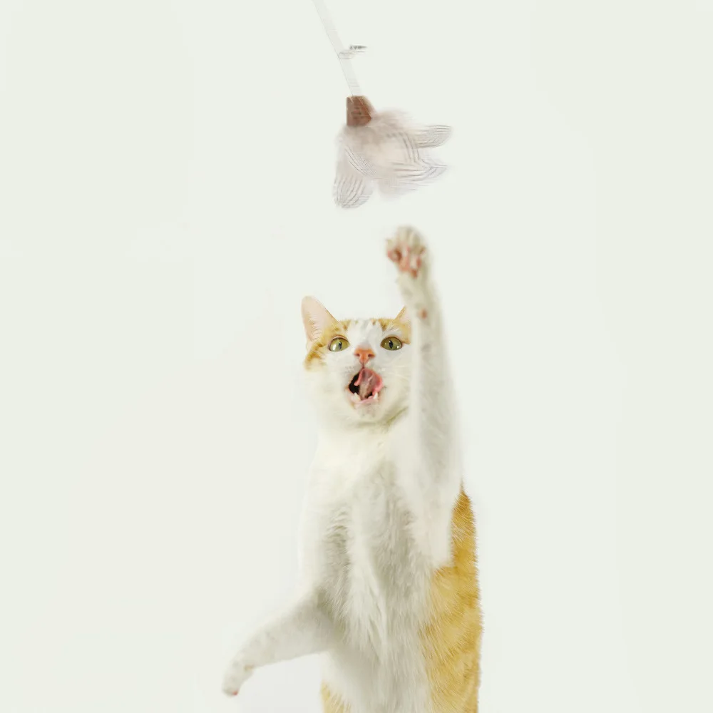かくれん棒の効果は？猫じゃらしおもちゃが子供の発達に与える本当の影響とは