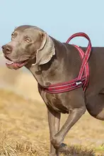 犬用ハーネスリード【胸部サポート・大型犬対応・ペット用】