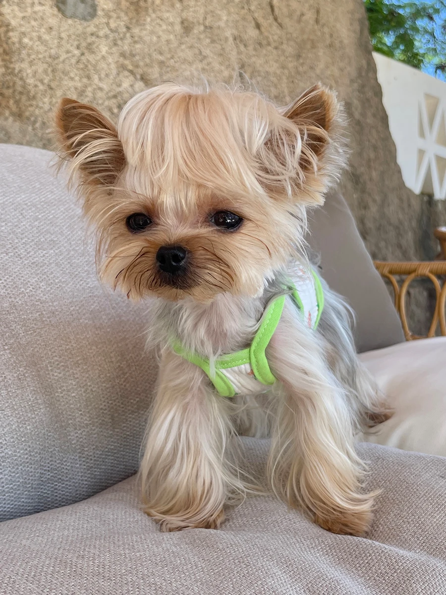 犬の夏用洋服：通気性と清涼感を実現する吊带スタイルの選定ガイド